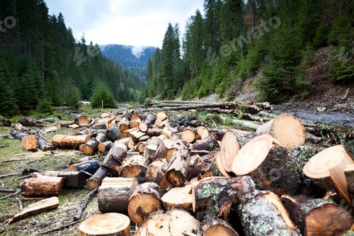 Preview: Firewood on field in front of forest