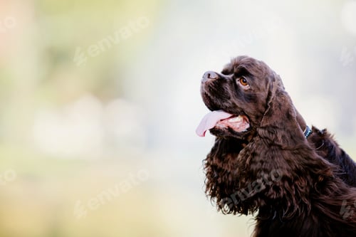 Preview: English Cocker Spaniel dog at the park. Beautiful dog on green grass.
