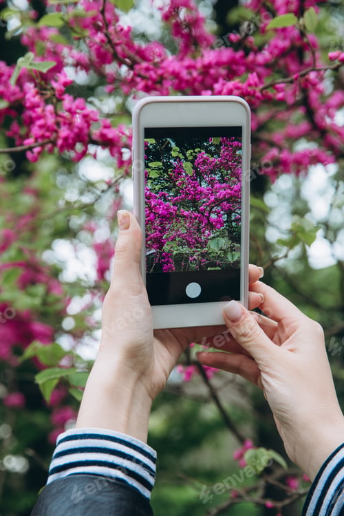 Preview: Female hands holding smartphone and making beautiful spring blossom photo