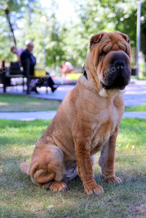 Preview: Adult shar pei dog is sitting on a grass in a park.