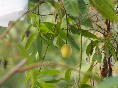 Preview: Thai Plango, Golden dragon, Sweet Yellow Marian Plum, as maprang fruit ripe fresh on tree blurred of