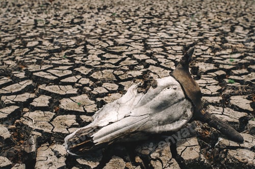 Preview: Cracked dry land without wate