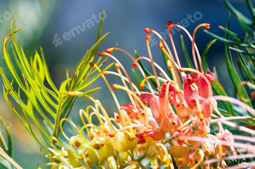 Preview: Close up of Grevillea flower