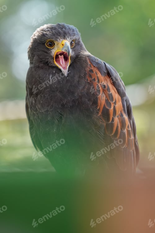 Preview: Vertical shot of a hawk on the tree with blurred background