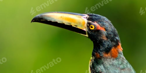 Preview: Collared Aracari, Toucan, Tropical Rainforest, Costa Rica