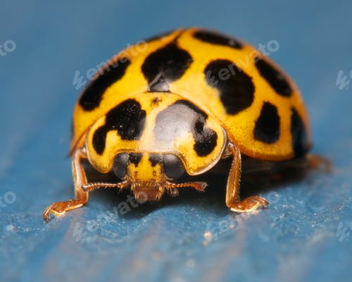 Preview: ladybug on blue