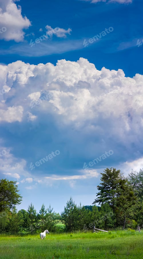 Preview: Lonely white horse on green pasture field on a sunny day with bl