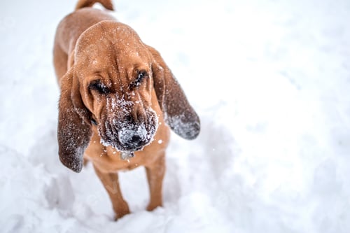 Preview: Bloodhound dog playing in the snow