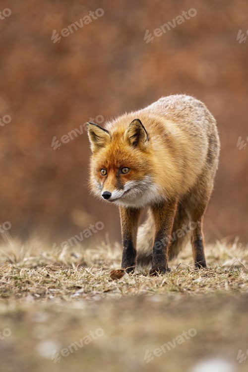 Preview: Alert red fox standing on meadow in autumn nature