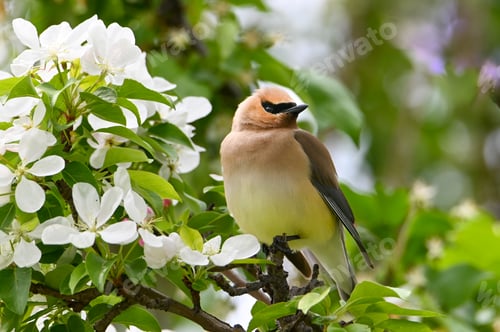 Preview: Waxwing