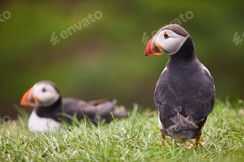 Preview: Puffins on Mykines cliffs. Green background. Faroe islands birdlife