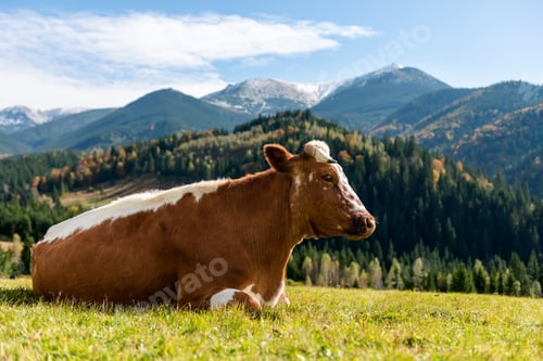 Preview: Brown cow on pasture in mountains