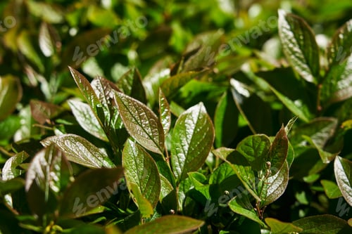Preview: Rain drops on leaf. beautiful green shiny leaves of young greenery