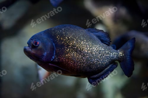 Preview: Hungry piranha with golden shiny scales swims in water