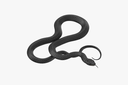 Preview: Coiled Black Serpent