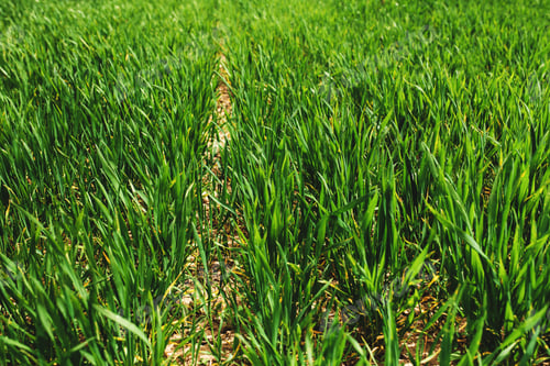 Preview: Endless green farm fields with growing wheat in spring