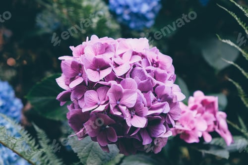 Preview: Hydrangeas.