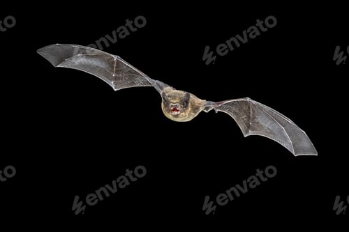Preview: Flying Pipistrelle bat isolated on black background