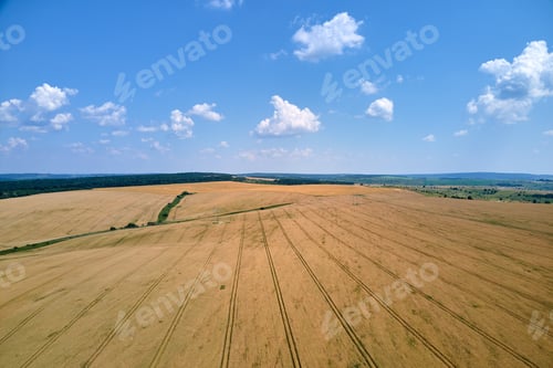 Preview: Aerial landscape view of yellow cultivated agricultural field with ripe wheat on bright summer day