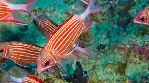 Preview: Samurai Squirrelfish, North Ari Atoll, Maldives