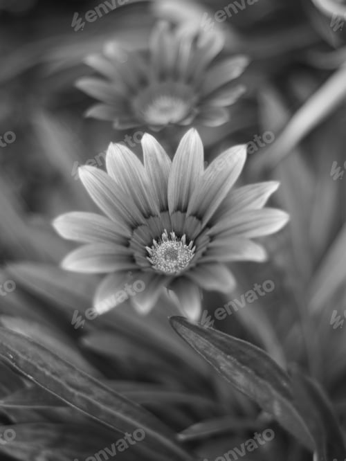 Preview: Monochrome Daisies in Sharp Focus