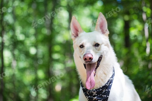Preview: Closeup Happy White Shepherd Dog in Woods