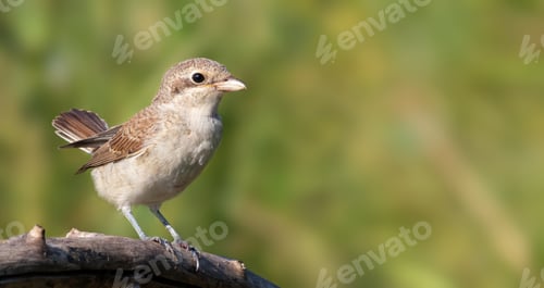 Preview: Red-backed shrike, Lanius collurio. A bird sits on a thick branch against a blurry green background