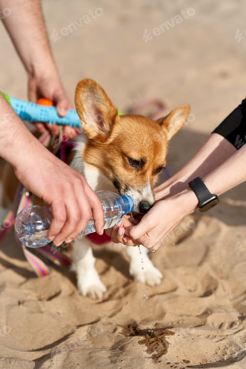 Preview: Dog greedily drinks water, owner pours liquid from bottle into palm of hand. Taking care of animals