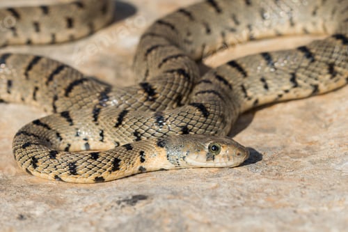 Preview: Algerian Whip Snake (Hemorrhois algirus) found in Malta, locally called Serp Ahdar