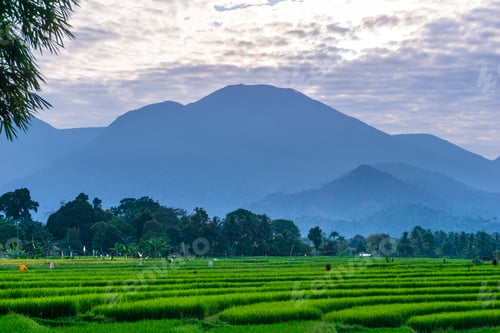 Preview: indonesia beauty landscape paddy fields in bengkulu natural beautiful morning view from indonesia
