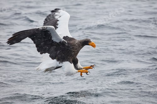 Vista previa: Steller's Sea Eagle (Haliaeetus pelagicus) hunting above water in winter.