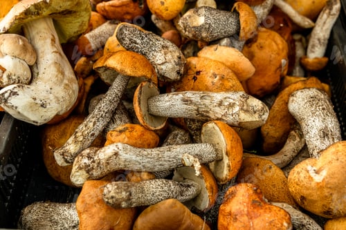 Preview: Freshly picked boletus mushrooms on a farmer's counter