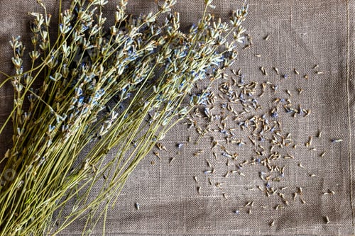 Preview: Bouquet of dry lavender is on monochrome linen fabric. Fallen small flowers are scattered on fabric.