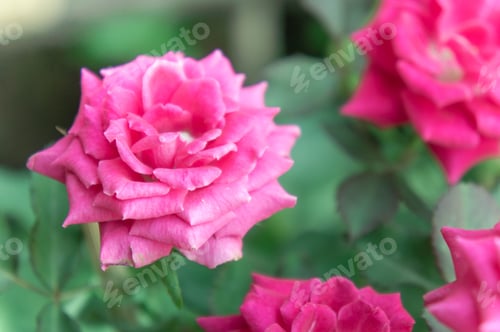 Preview: pink roses in the garden with sunlight morning day