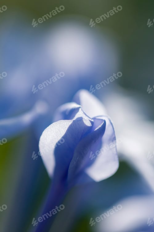 Preview: Flower bud of Plumbago auriculata
