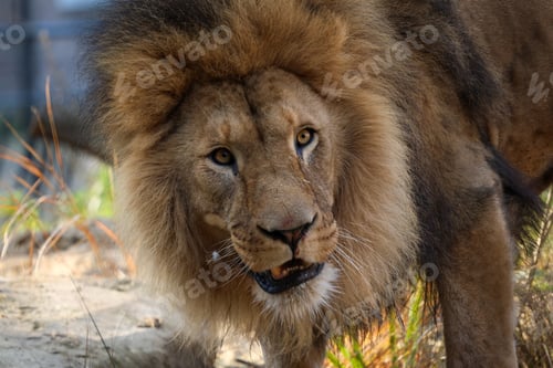 Preview: a lion walks through a field on a sunny day and stares away