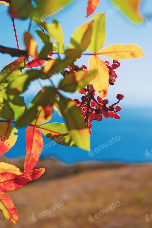 Preview: Autumn leaves and berries in sunlight, fall landscape