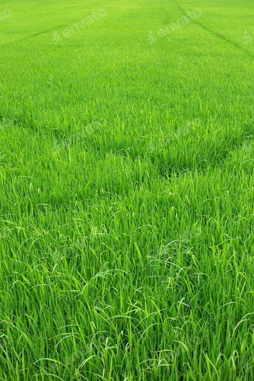 Preview: Rice paddy field in Thailand