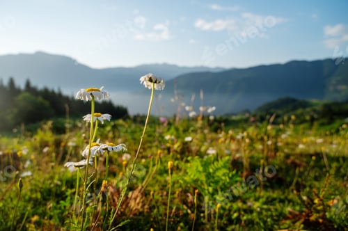 Preview: Beautiful landscape with mountains, flowers and a valley at sunset with blue sky and clouds.