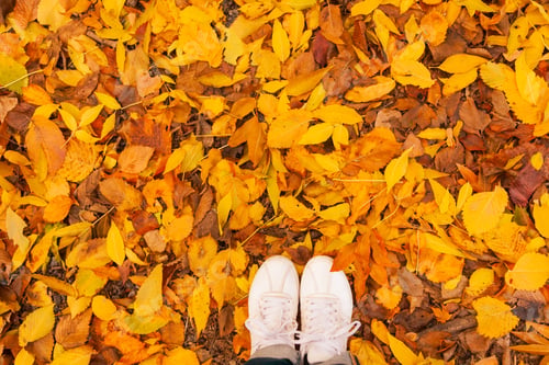 Preview: Background of Autumn yellow and orange dry leaves lying on the ground with women's white sneakers