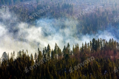 Preview: Pine trees in mountain forest
