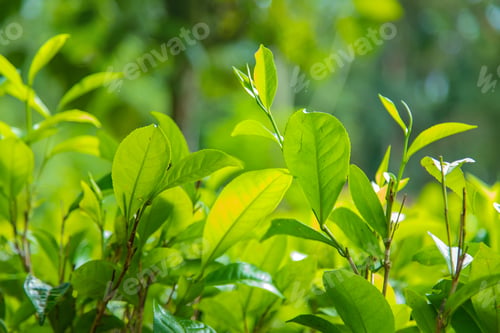 Preview: nature