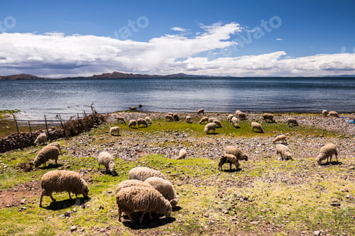 Preview: Sheep on Amantani Islands (Isla Amantani), Lake Titicaca, Peru, South America