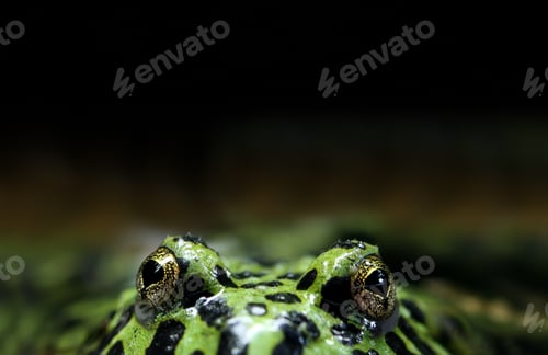 Preview: Peeking Frog