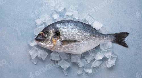 Preview: chilled raw Dorado fish on ice on a blue background