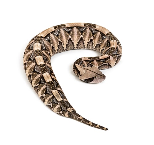 Preview: Bitis gabonica, Gaboon viper , Bitis gabonica, is a viper species, venomous against white background