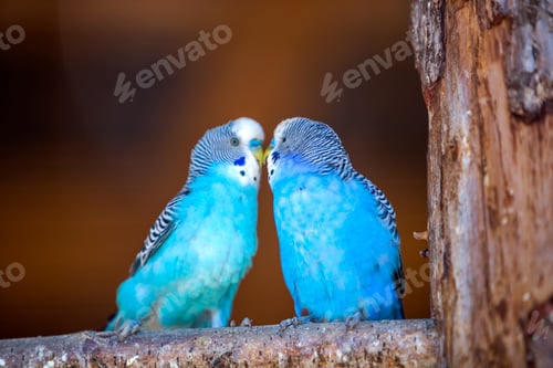 Preview: Small bright blue parrots birds sitting on tree branch on blurred copy space background.