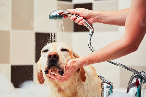 Preview: Dog taking a bath
