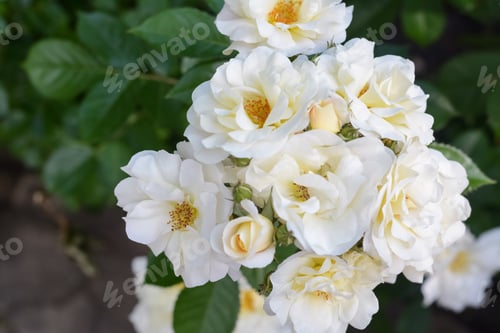 Preview: Beautiful white rose flowers blooming outdoors, closeup