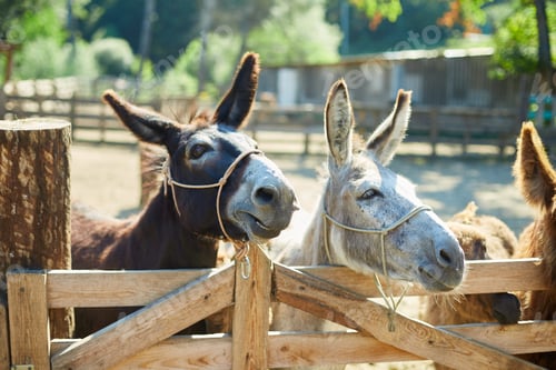 Preview: Friendly Donkey in the paddock being social, contact farm